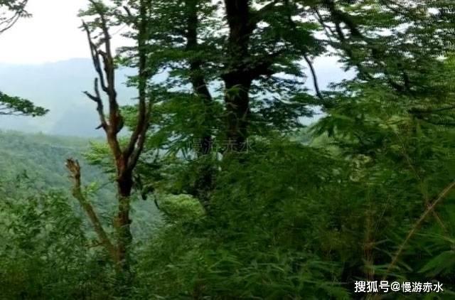 什么是转子发动机？游戏画面